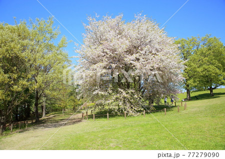 春の公園　カスミザクラの花 77279090