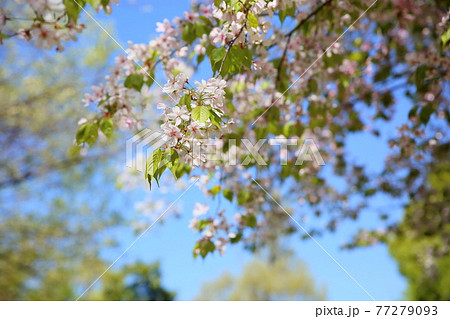 カスミザクラの花 77279093