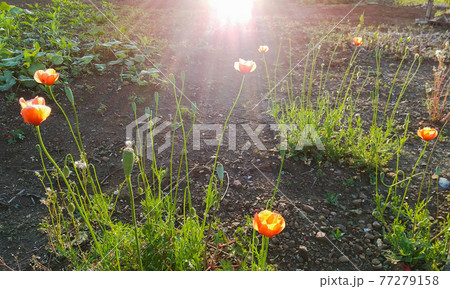 彩光 彩光 77279158