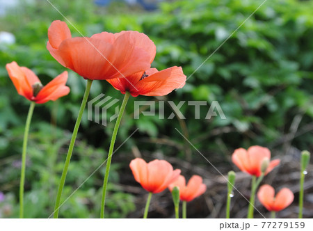 春・ヒナゲシ 77279159