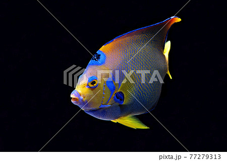 クイーンエンゼルフィッシュ 黒バック クイーンエンゼルフィッシュ 黒バック 77279313