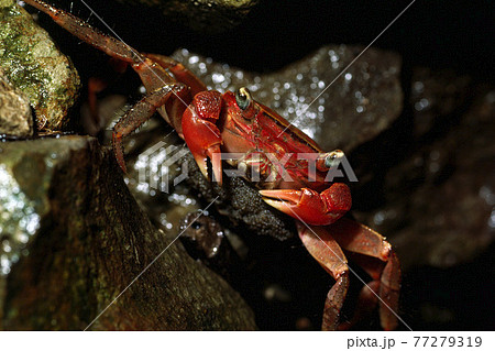 アカテガニ メス 抱卵メス アカテガニ メス 抱卵メス 77279319
