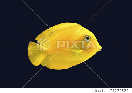 クログチニザ 幼魚 黒バック クログチニザ 幼魚 黒バック 77279325