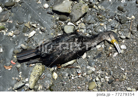 ウミウの死骸　漂着物 77279354