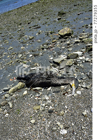 ウミウの死骸　漂着物 77279355