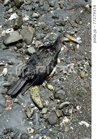 ウミウの死骸　漂着物 77279356