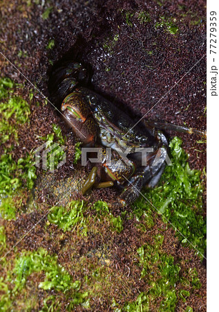 カニ  イワガニ　岩陰に潜むカニ 77279359