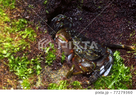 カニ  イワガニ　岩陰に潜むカニ 77279360