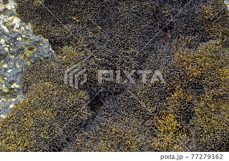 カモガシラノリ 海藻 カモガシラノリ 海藻 77279362