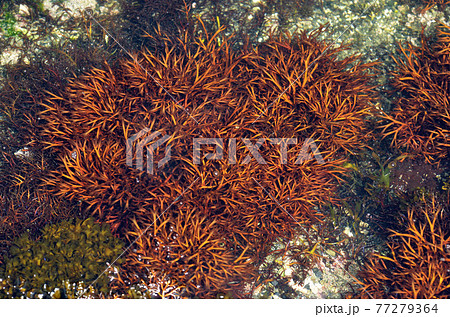 潮溜まりの海藻 ツノムカデ 潮溜まりの海藻 ツノムカデ 77279364