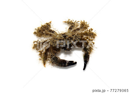 トゲオウギガニ　白バック 77279365