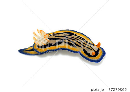 リュウモンイロウミウシ　白バック 77279366