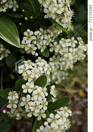 トキワサンザシの木に咲いた小さく白い花々 77279385
