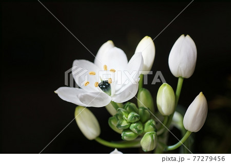 オーニソガラム　Ornithogalum 77279456