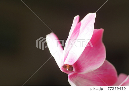シクラメン Cyclamen シクラメン Cyclamen 77279459