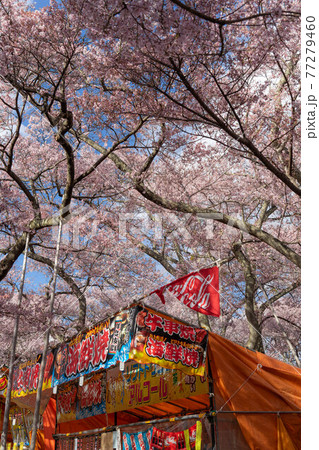 高遠さくら祭り 77279460