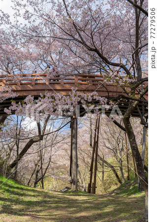 高遠さくら祭り 77279506