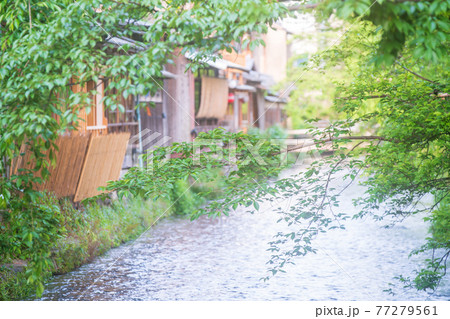 京都市東山区祇園白川の新緑を撮影 京都市東山区祇園白川の新緑を撮影 77279561
