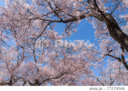 高遠さくら祭り 77279566