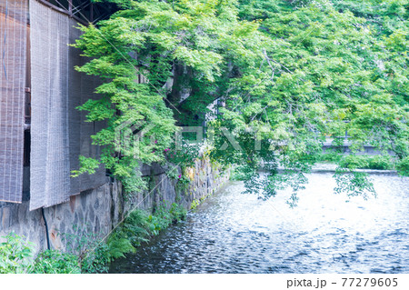 京都市東山区祇園白川の新緑を撮影 京都市東山区祇園白川の新緑を撮影 77279605