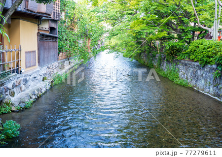 京都市東山区祇園白川の新緑を撮影 京都市東山区祇園白川の新緑を撮影 77279611