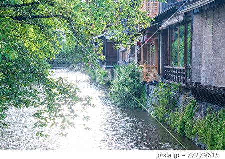 京都市東山区祇園白川の新緑を撮影 京都市東山区祇園白川の新緑を撮影 77279615