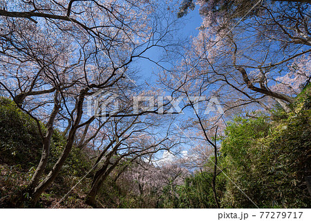 高遠さくら祭り 77279717