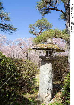 高遠さくら祭り 77279867