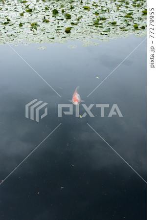 四季の散歩 春 聚楽園 四季の散歩 春 聚楽園 77279955