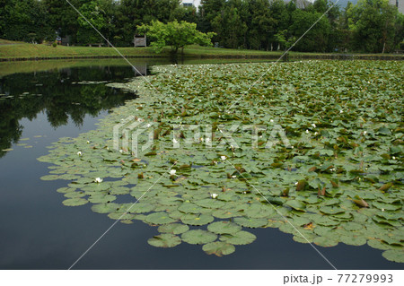 四季の散歩 春 聚楽園 四季の散歩 春 聚楽園 77279993