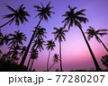 Summer season Sunset with coconut tree in twilight time at beach 77280207