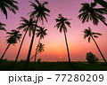 Summer season Sunset with coconut tree in twilight time at beach 77280209