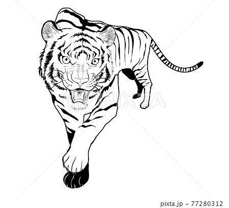Barking Tiger Illustration Monochrome Stock Illustration
