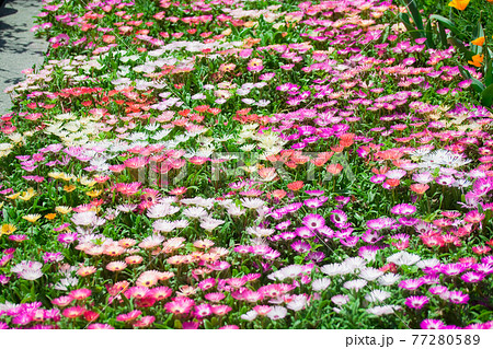 満開のリビングストンデイジー 77280589