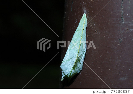 アカボシゴマダラ（外来種）の蛹 77280857