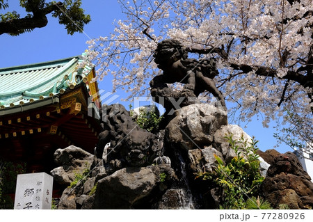 神田明神の獅子山と満開の桜 神田明神の獅子山と満開の桜 77280926