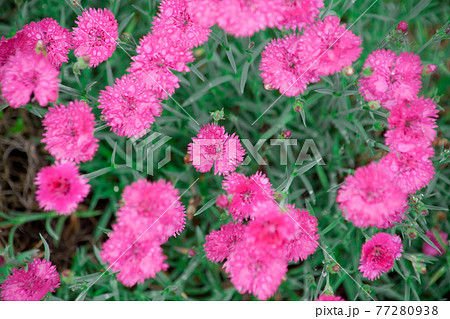 雨の跡、雨滴に濡れる石竹の花 77280938