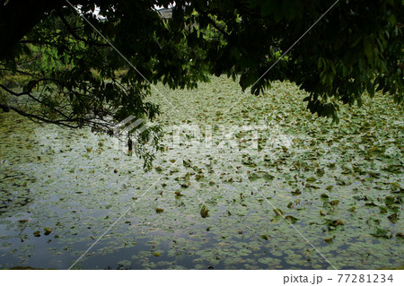 四季の散歩　春　聚楽園 77281234