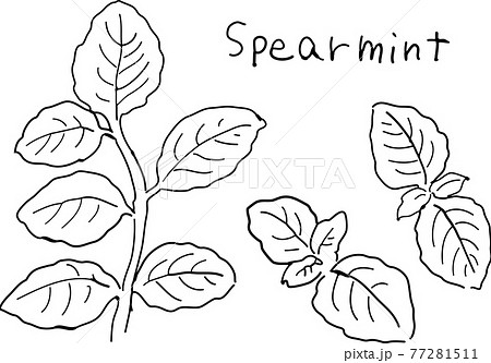 スペアミント ペン画 白黒 ベクターのイラスト素材