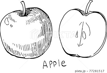 リンゴ ペン画 白黒 ベクターのイラスト素材