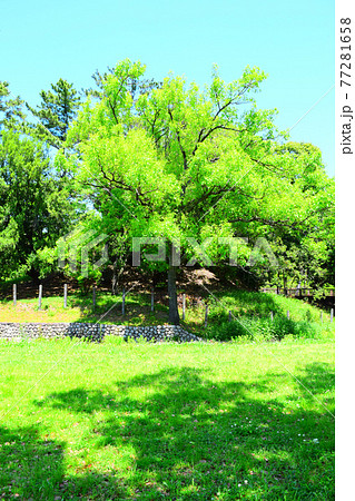 竜佐山古墳【世界遺産】 77281658