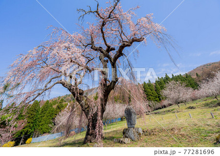 弁天さんの枝垂れ桜 77281696