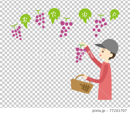 ぶどう狩りをする男性 77281707