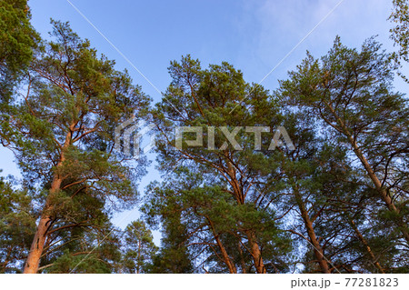 Tops of a pine tree against the blue sky in the rays of the setting sun 77281823