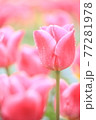 チューリップの花畑 77281978