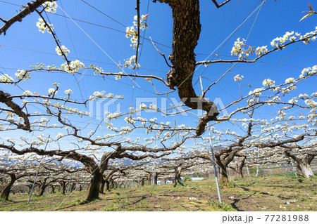 りんご畑 りんご畑 77281988