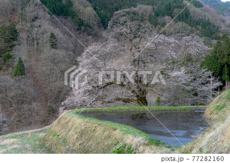 駒つなぎの桜 駒つなぎの桜 77282160