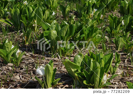 ソフトクリームのような水芭蕉 77282209