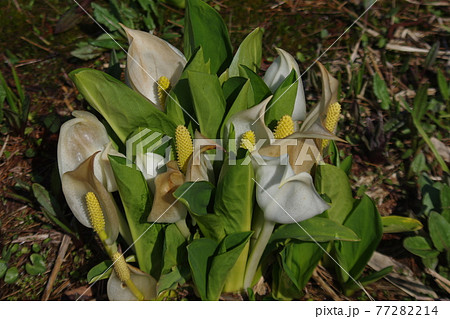 ソフトクリームのような水芭蕉 ソフトクリームのような水芭蕉 77282214