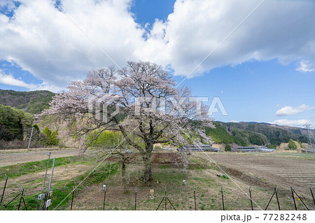 御所桜 77282248